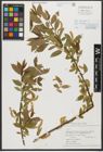 Foto von Salix triandra subsp. triandra L.